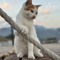 фото из отзыва ID 2740254