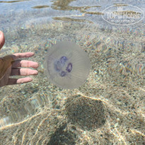 фото из отзыва ID 2740157