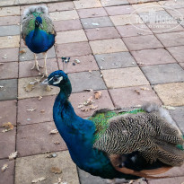 фото из отзыва ID 2740281