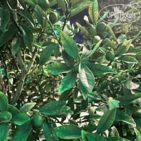 фото из отзыва ID 2740333