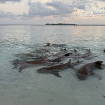 фото из отзыва ID 2740347