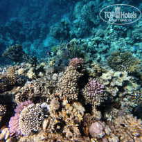 фото из отзыва ID 2740348