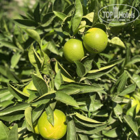 фото из отзыва ID 2740467