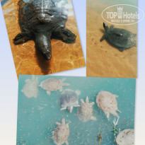 фото из отзыва ID 2740484