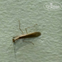 фото из отзыва ID 2740525