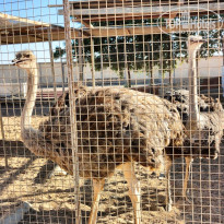 фото из отзыва ID 2740536