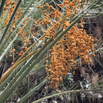 фото из отзыва ID 2740545