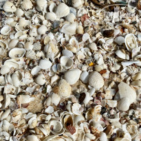 фото из отзыва ID 2740615