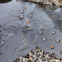 фото из отзыва ID 2740765