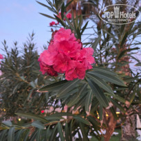 фото из отзыва ID 2740846