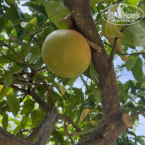 фото из отзыва ID 2740928