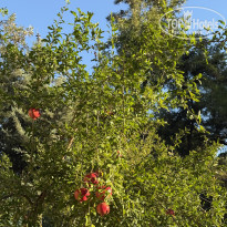 фото из отзыва ID 2740928