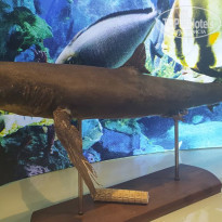 фото из отзыва ID 2740954