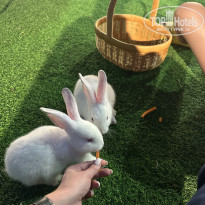 фото из отзыва ID 2741008