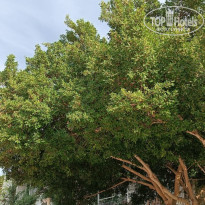 фото из отзыва ID 2741015