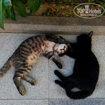 фото из отзыва ID 2741040