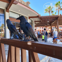 фото из отзыва ID 2741079