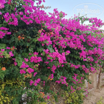 фото из отзыва ID 2741079