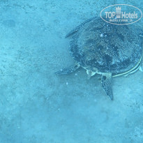 фото из отзыва ID 2741096