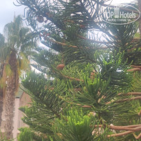 фото из отзыва ID 2741183