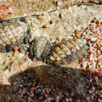 фото из отзыва ID 2741291