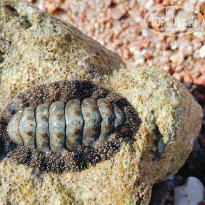 фото из отзыва ID 2741291