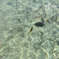 фото из отзыва ID 2741346