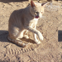 фото из отзыва ID 2741451