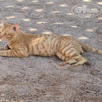 фото из отзыва ID 2741451