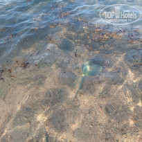 фото из отзыва ID 2741481