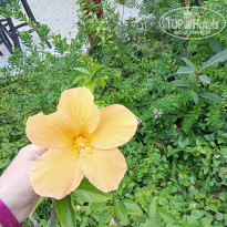 фото из отзыва ID 2741517