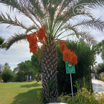 фото из отзыва ID 2741517