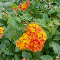 фото из отзыва ID 2741517