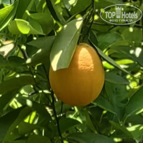 фото из отзыва ID 2741538