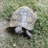 фото из отзыва ID 2741538