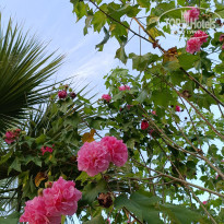 фото из отзыва ID 2740194