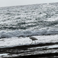 фото из отзыва ID 2741635