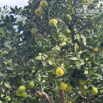 фото из отзыва ID 2741775