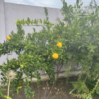 фото из отзыва ID 2741830