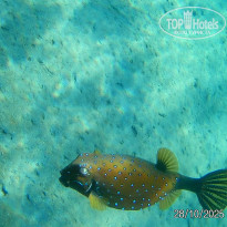 фото из отзыва ID 2741806