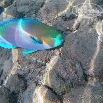 фото из отзыва ID 2741806