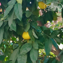 фото из отзыва ID 2742114