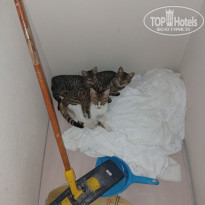 фото из отзыва ID 2742114