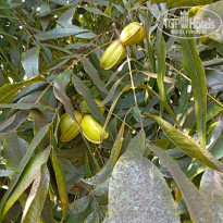 фото из отзыва ID 2742114