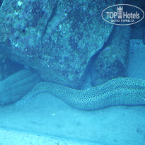 фото из отзыва ID 2742189