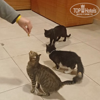 фото из отзыва ID 2742205