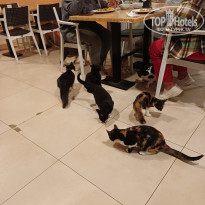 фото из отзыва ID 2742205