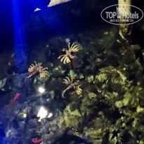 фото из отзыва ID 2742215