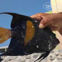 фото из отзыва ID 2742262