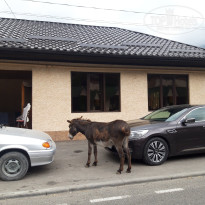 фото из отзыва ID 2742267